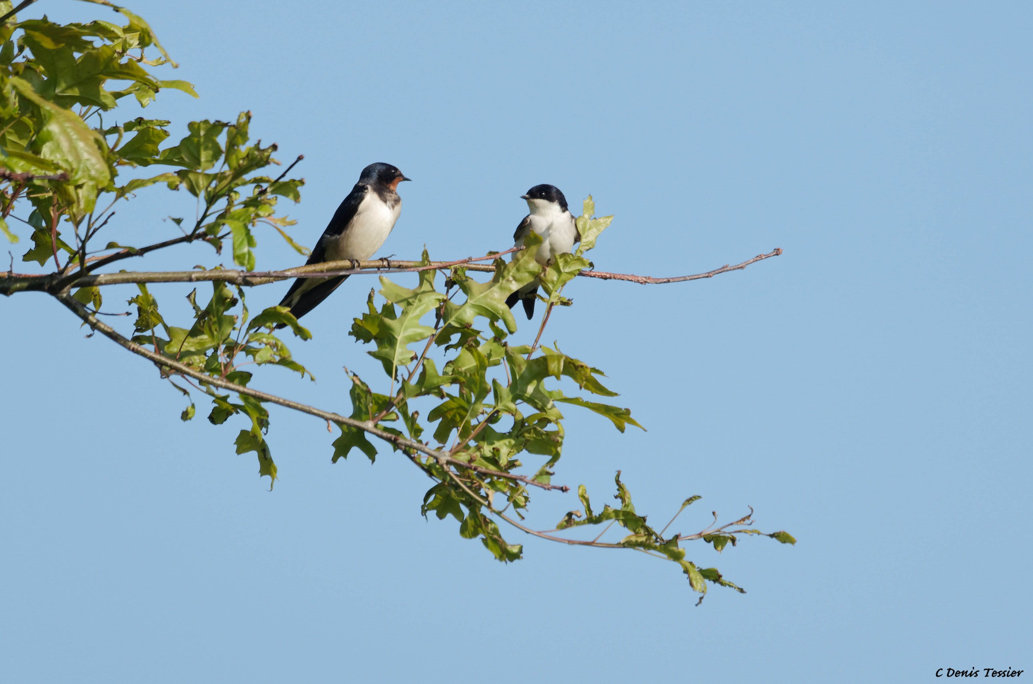 une hirondelle rustique, un oiseau parmi la biodiversité de la ferme